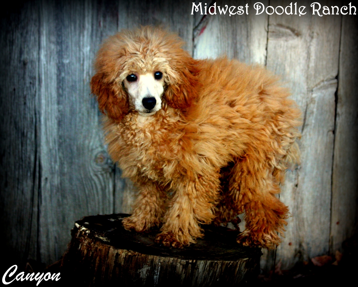 Canyon Miniature Poodle
